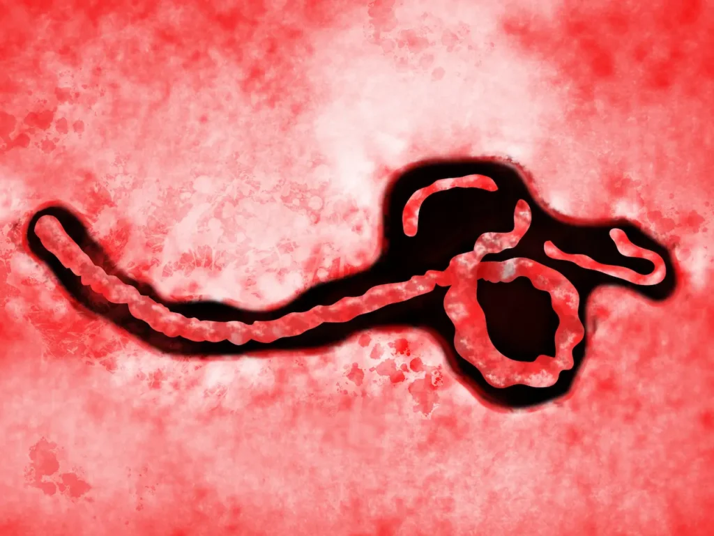 Ebola Virus 